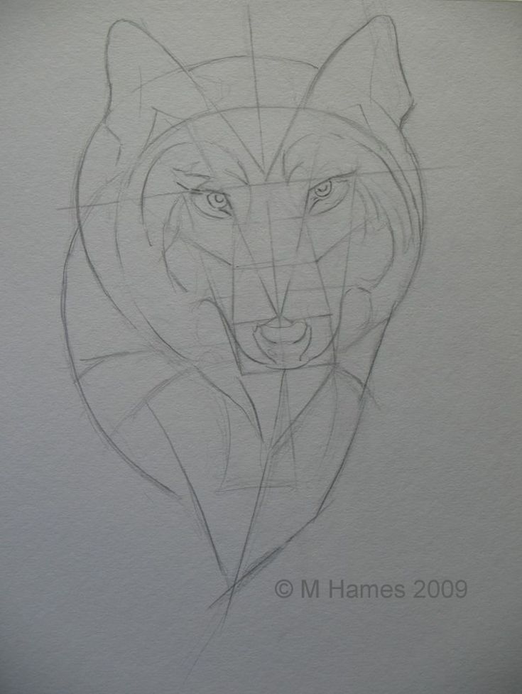 735x977 How To Draw A Realistic Wolf In Graphite Refining The Face - Realistic Wolf Drawing Step By Step