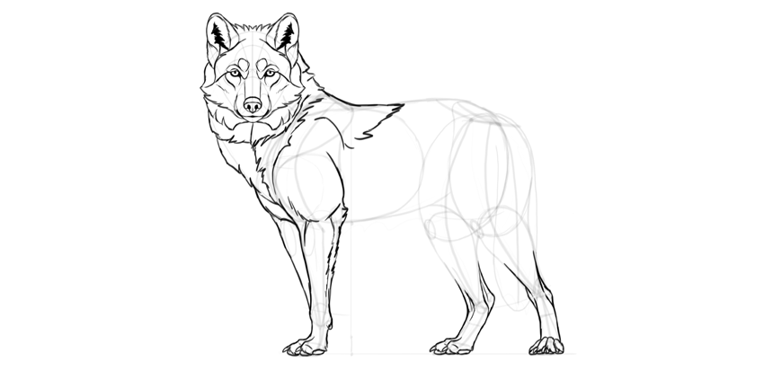 850x413 How To Draw A Wolf Step - Realistic Wolf Drawing Step By Step