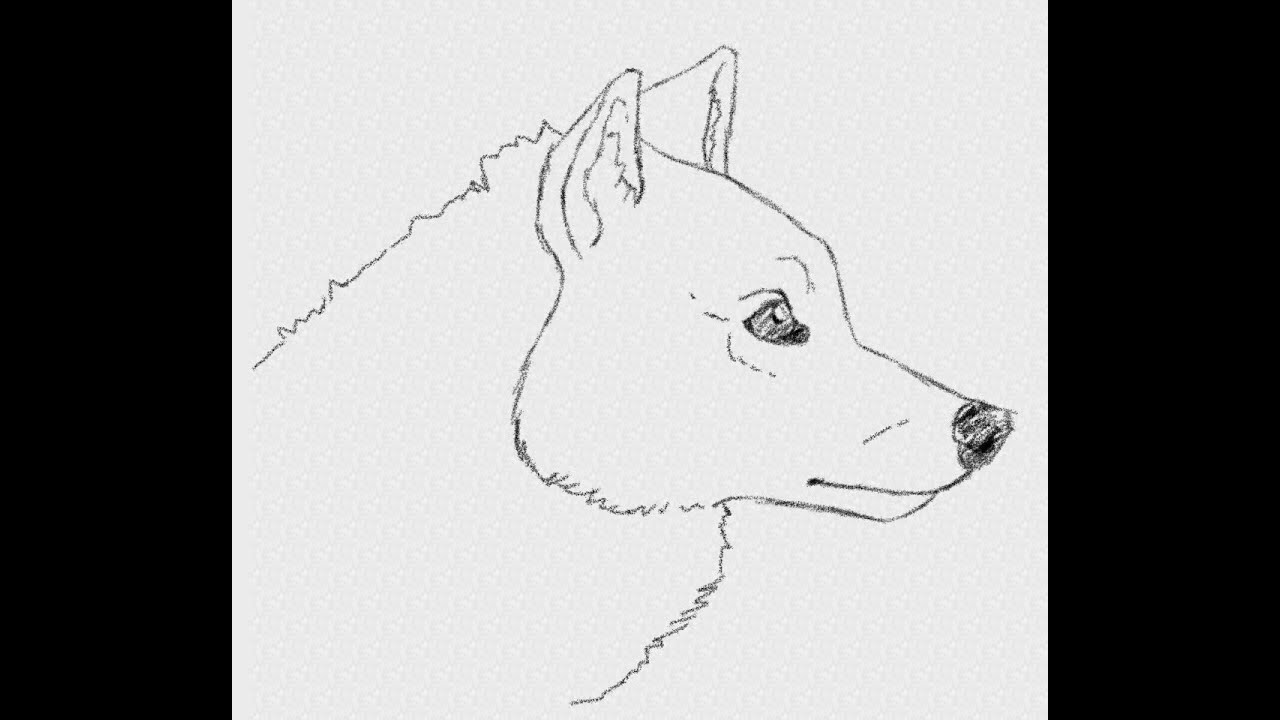1280x720 How To Draw An Easy Realistic Wolf Head In Side View - Realistic Wolf Drawing Step By Step
