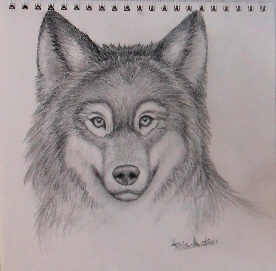 900x883 Realistic Wolf Drawing - Realistic Wolf Drawing Step By Step