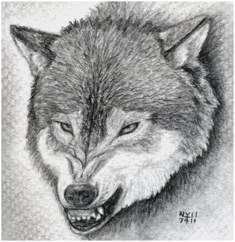 340x350 Realistic Wolf Drawing Tutorial Good How To Draw A Growling Wolf - Realistic Wolf Drawing Step By Step