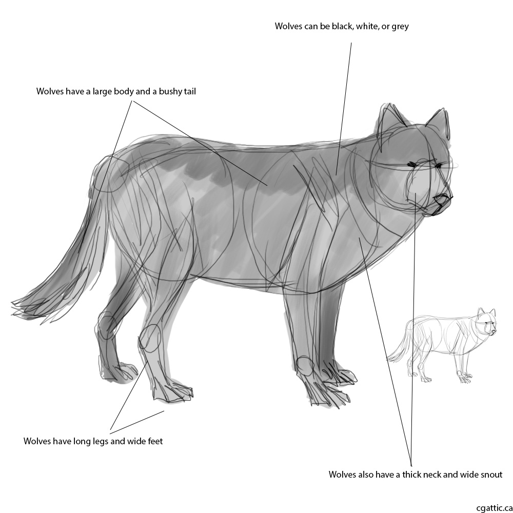 1000x1000 Realistic Wolf Drawing In Steps With Photoshop - Realistic Wolf Drawing Step By Step
