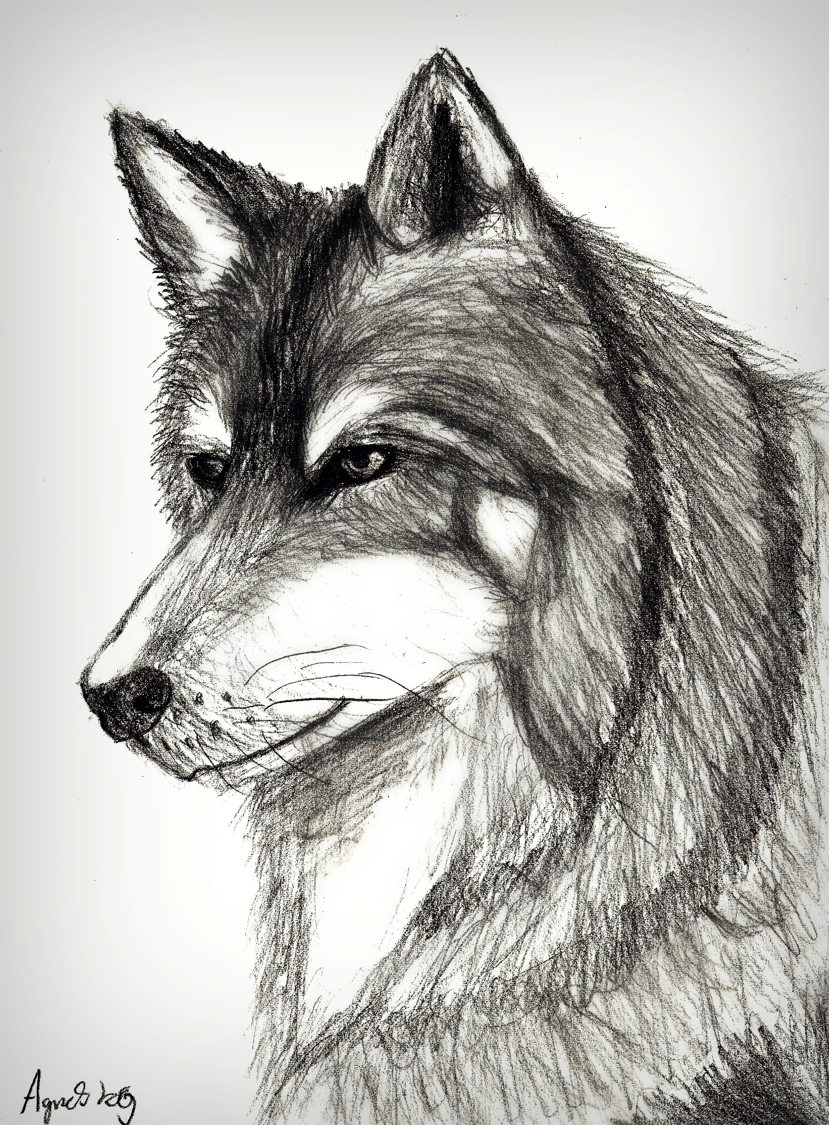 Wolf Pencil Sketch Drawing