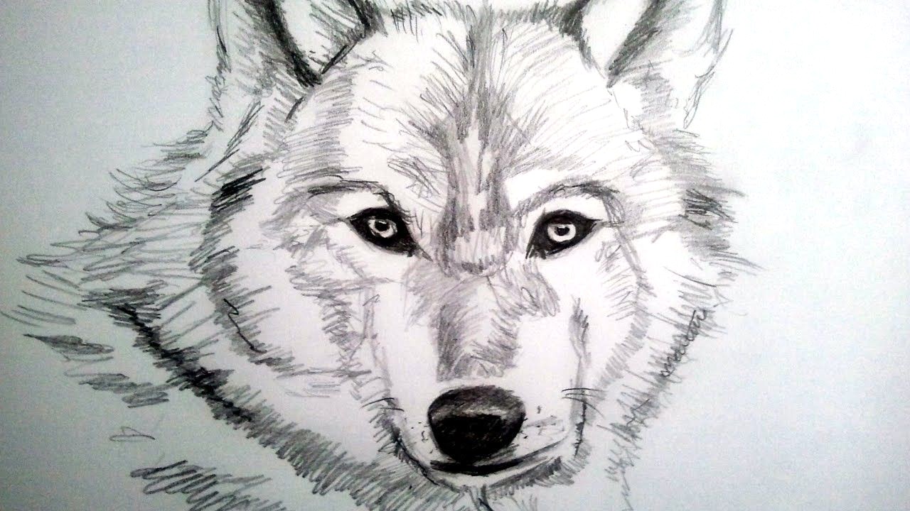 1280x720 How To Draw A Realistic Wolf - Realistic Wolf Drawing Step By Step
