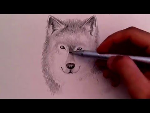 480x360 How To Draw Realistic Wolf - Realistic Wolf Drawing Step By Step