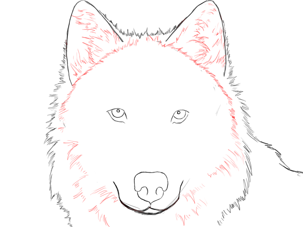 Drawing Sketch Realistic Baby Wolf Drawing
