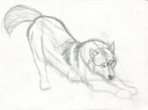 302x225 How To Draw A Realistic Wolf, Step - Realistic Wolf Drawing Tutorial