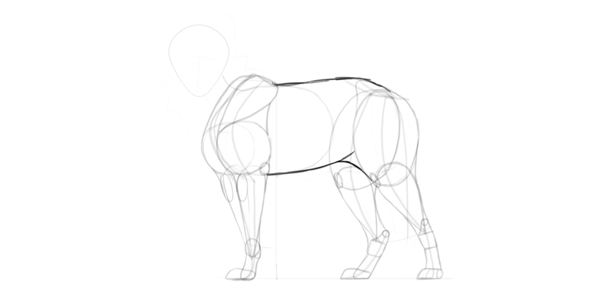 850x413 How To Draw A Wolf Step - Realistic Wolf Drawing Tutorial