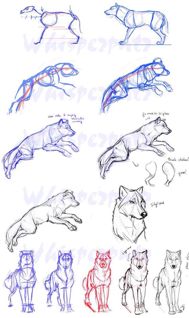 640x1072 Loup Des Animaux Drawings, Wolf And Animal - Realistic Wolf Drawing Tutorial