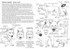 236x166 Best Realistic Wolves Cartoon Wolf Drawing Tutorials Images - Realistic Wolf Drawing Tutorial