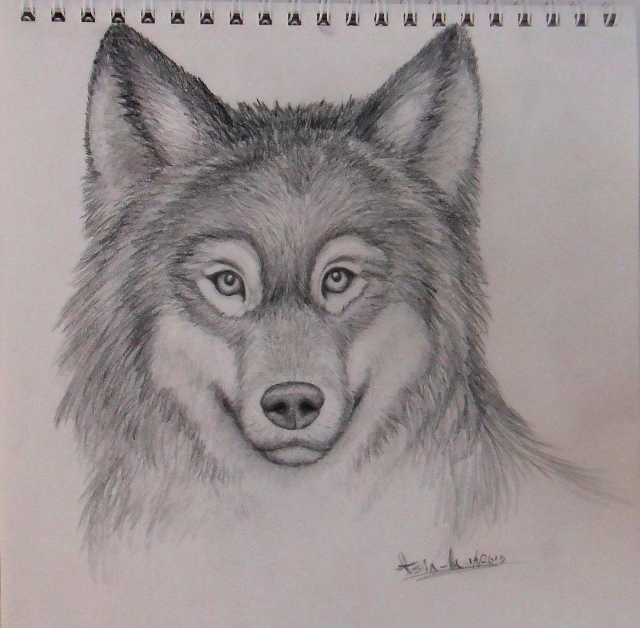 900x883 Photos Realistic Wolf Drawings - Realistic Wolf Drawing Tutorial