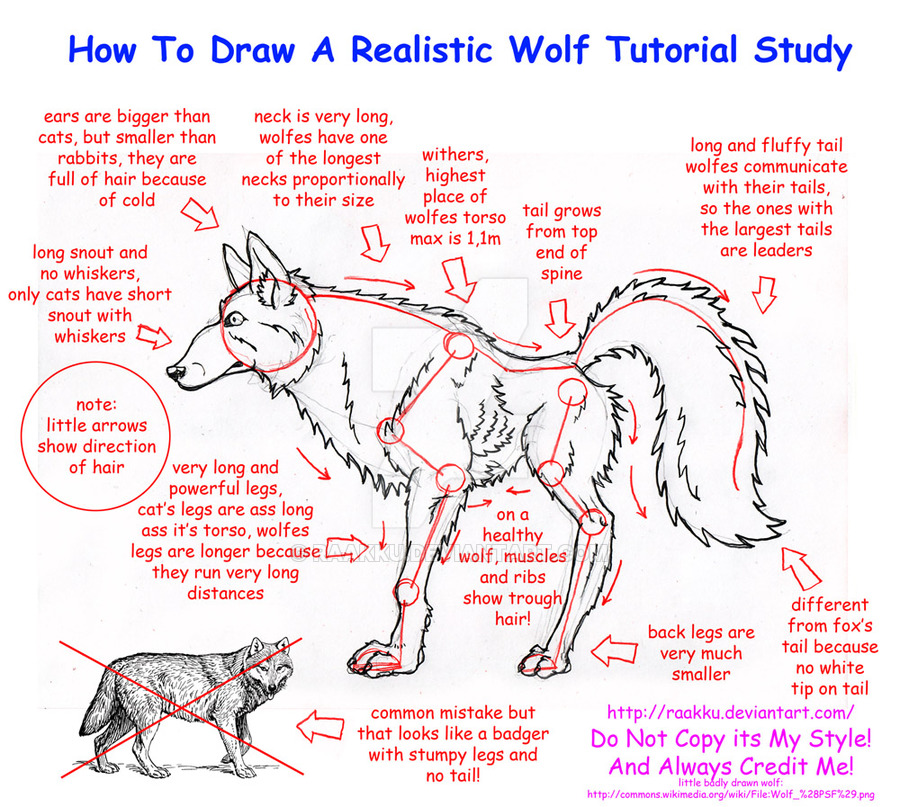 900x807 realistic wolf anatomy tutorial study - Realistic Wolf Drawing Tutorial
