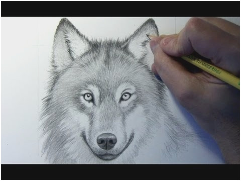 480x360 realistic wolf drawing tutorial awesome drawing time lapse wolf - Realistic Wolf Drawing Tutorial