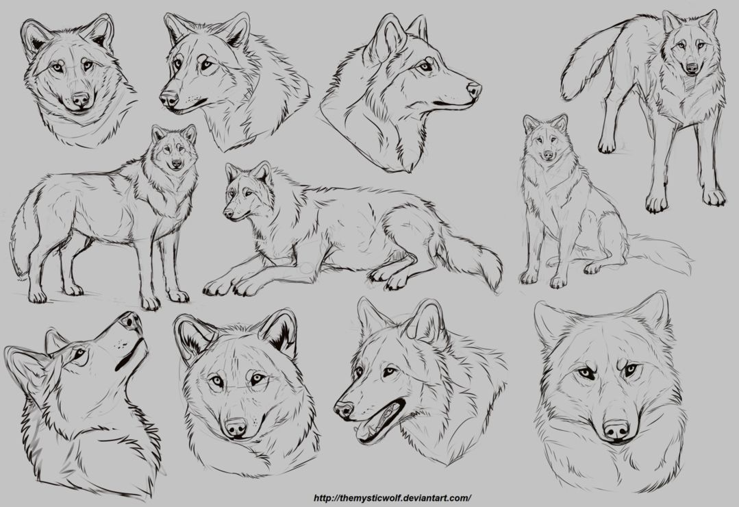 1079x740 realistic wolf drawing tutorial wolf drawing tutorial realistic - Realistic Wolf Drawing Tutorial