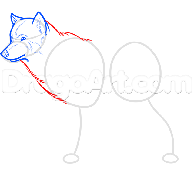 640x560 Step Realistic Wolf Sketch Drawing Tutorial - Realistic Wolf Drawing Tutorial