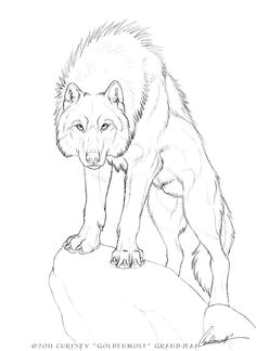 236x324 Step - Realistic Wolf Drawing Tutorial