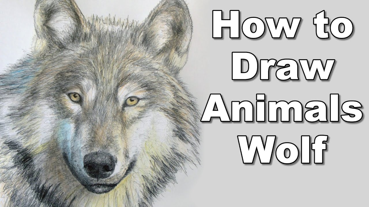 1280x720 How To Draw A Wolf - Realistic Wolf Drawing Tutorial