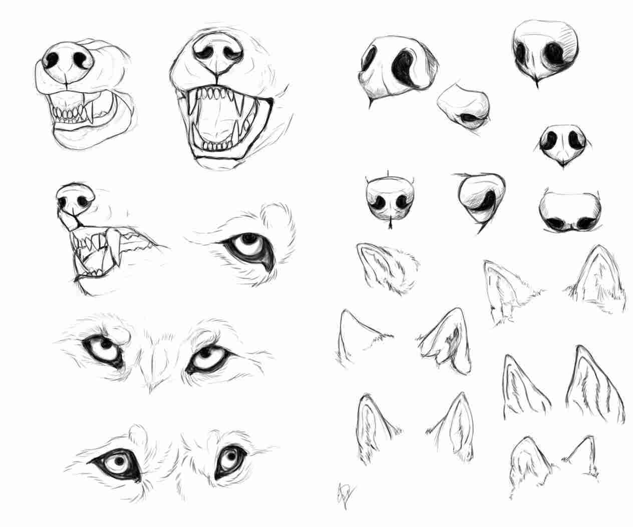 1264x1053 drawing tutorial step - Realistic Wolf Drawing Tutorial