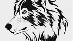 280x158 How To Draw A Realistic Wolf Head Step - Realistic Wolf Drawing Tutorial