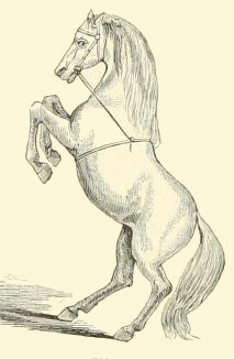 213x326 rearing horse - Rearing Horse Drawing