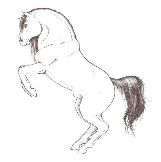 620x625 beautiful horse drawings, art ideas design trends - Rearing Horse Drawing