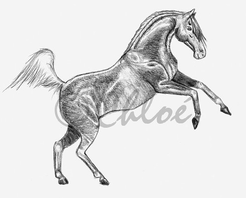 500x403 rearing horse drawing - Rearing Horse Drawing