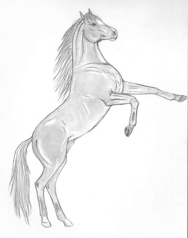 600x759 rearing horse drawing exploring horsemanship - Rearing Horse Drawing