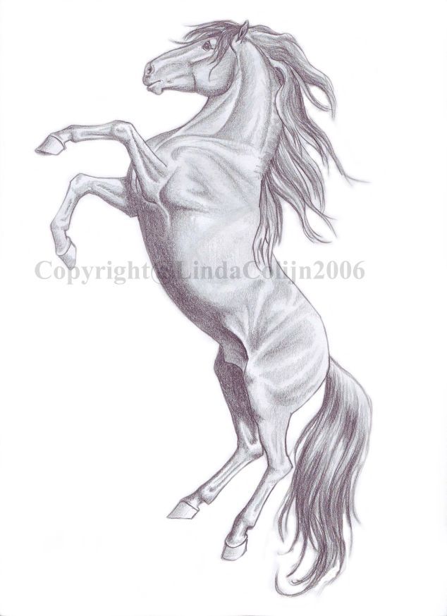 634x874 rearing horse drawing pencil drawings of horses rearing wip - Rearing Horse Drawing