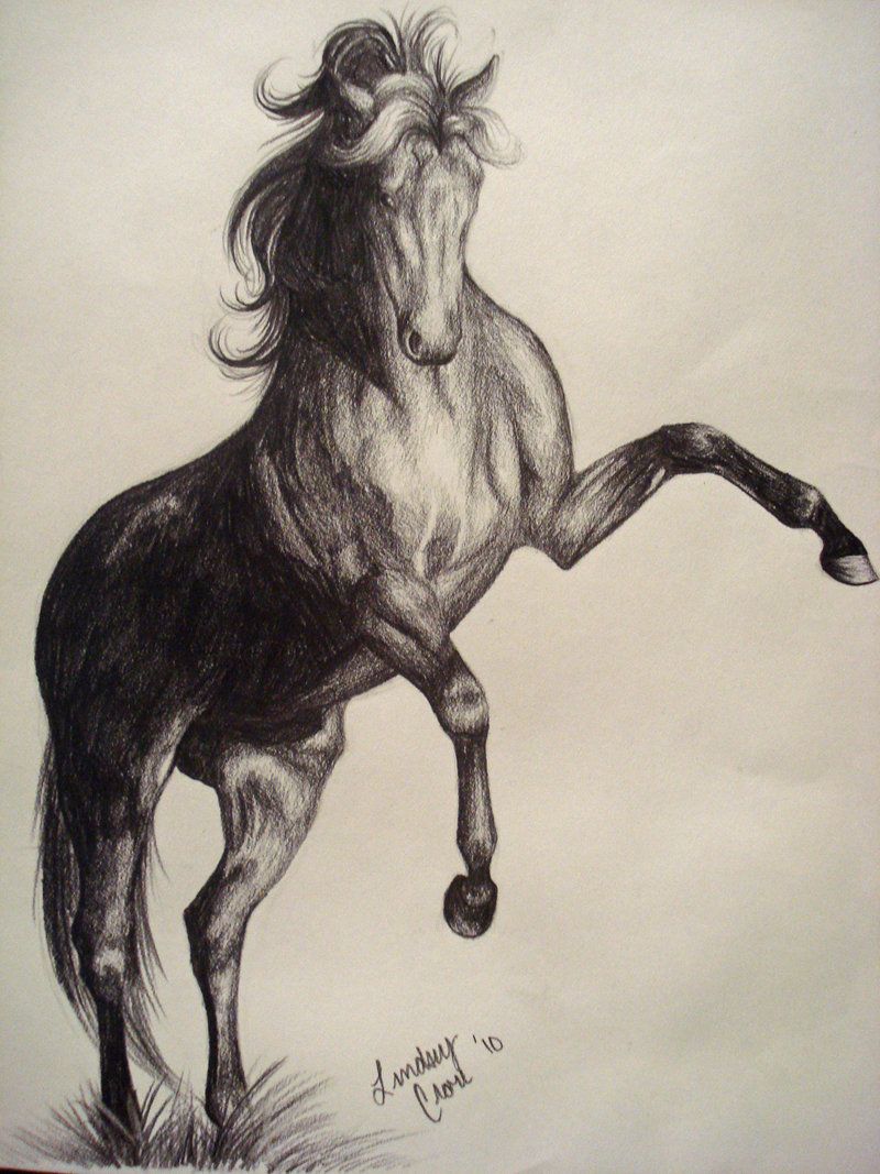 800x1067 rearing horse drawing pencil rearing horse - Rearing Horse Drawing