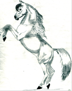 254x320 drawing of rearing quarter horse - Rearing Horse Drawing