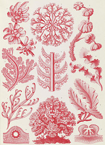 218x300 Algae Drawings Fine Art America - Red Algae Drawing