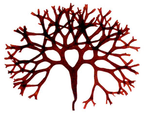 300x236 Chondrus Crispus Embrc France - Red Algae Drawing