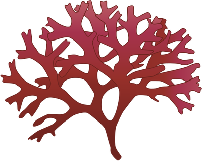 400x318 Collection Of Free Algae Drawing Botanical Download On Ui Ex - Red Algae Drawing