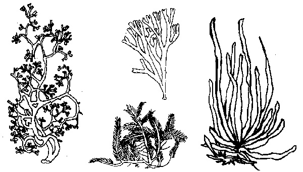 600x341 Coral Reef Drawing, Pencil, Sketch, Colorful, Realistic Art Images - Red Algae Drawing