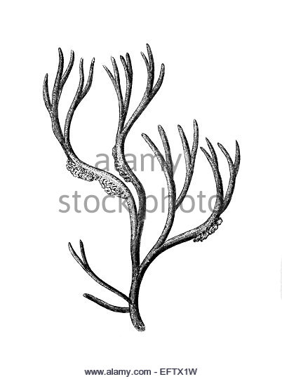 402x540 Grand Prize Drawing - Red Algae Drawing