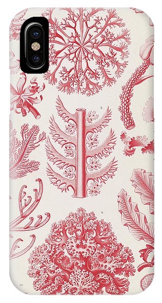 316x592 illustration shows red algae florideae - Red Algae Drawing