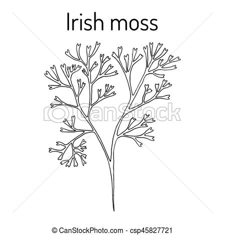 450x470 irish moss chondrus crispus red algae hand drawn botanical - Red Algae Drawing