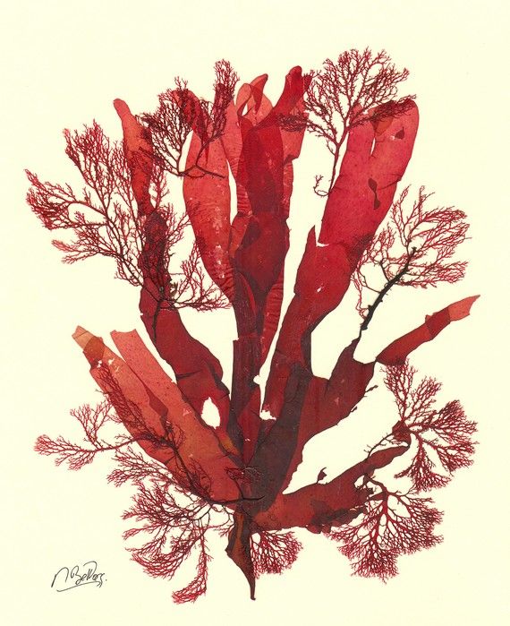 570x699 Original Seaweed Pressing Marine Botanical Pressing Pressed - Red Algae Drawing