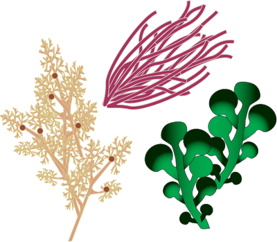 400x349 Algae Clipart Black And White Library Algea Huge Freebie - Red Algae Drawing