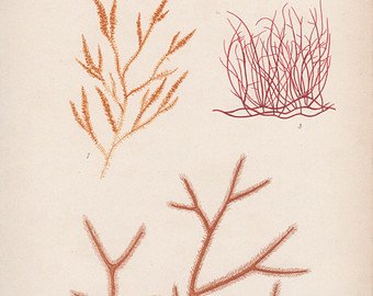 340x270 Red Algae Etsy - Red Algae Drawing