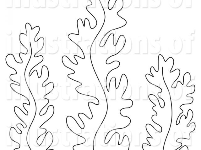 640x480 Reef Clipart Red Algae - Red Algae Drawing