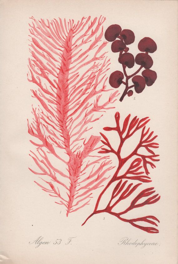 Red Algae Drawing at Explore collection of Red