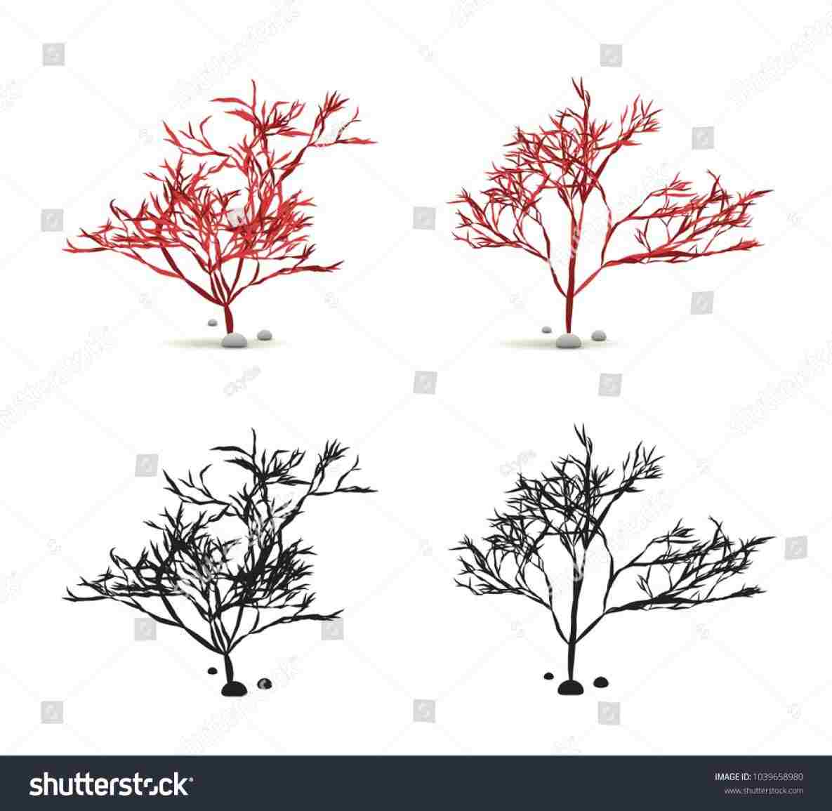 1185x1155 Red Algae Drawing - Red Algae Drawing