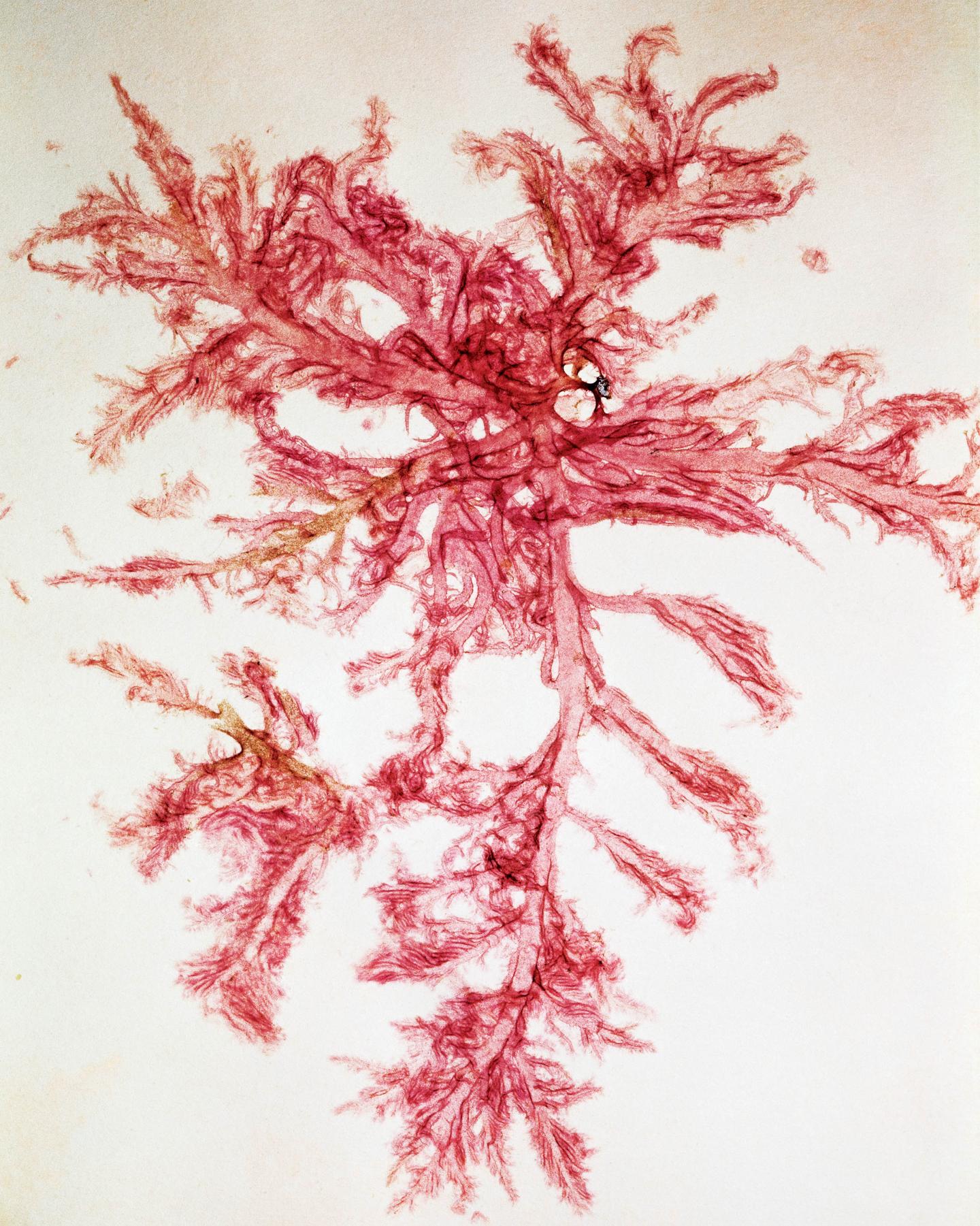 Red Algae Drawing at Explore collection of Red