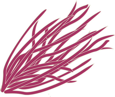 400x338 Algae Clipart - Red Algae Drawing
