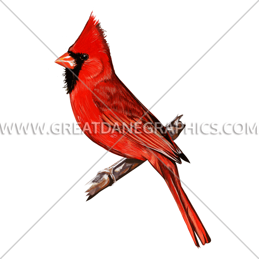 825x825 Collection Of Free Cardinal Drawing Sheet Download On Ui Ex - Red Bird Drawing