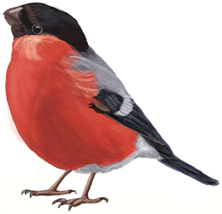 450x433 How To Draw Birds - Red Bird Drawing