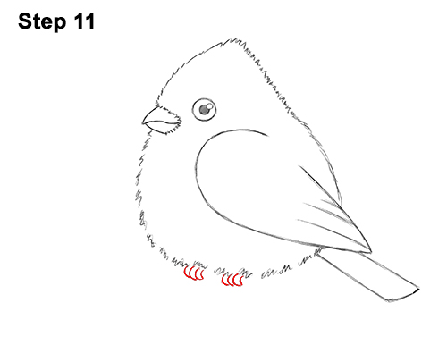 500x386 How To Draw A Cardinal - Red Bird Drawing
