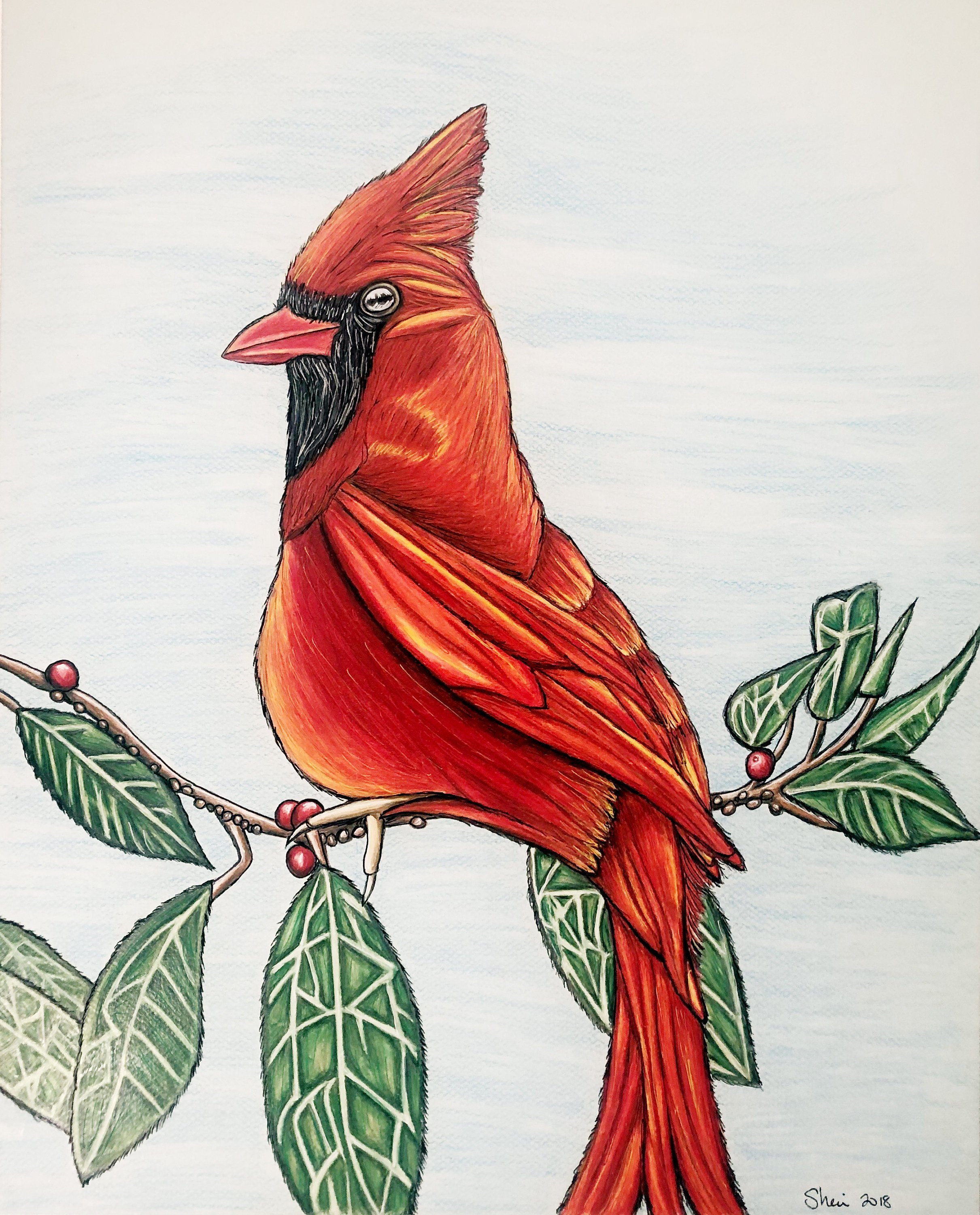 Red Bird Drawing at Explore collection of Red Bird