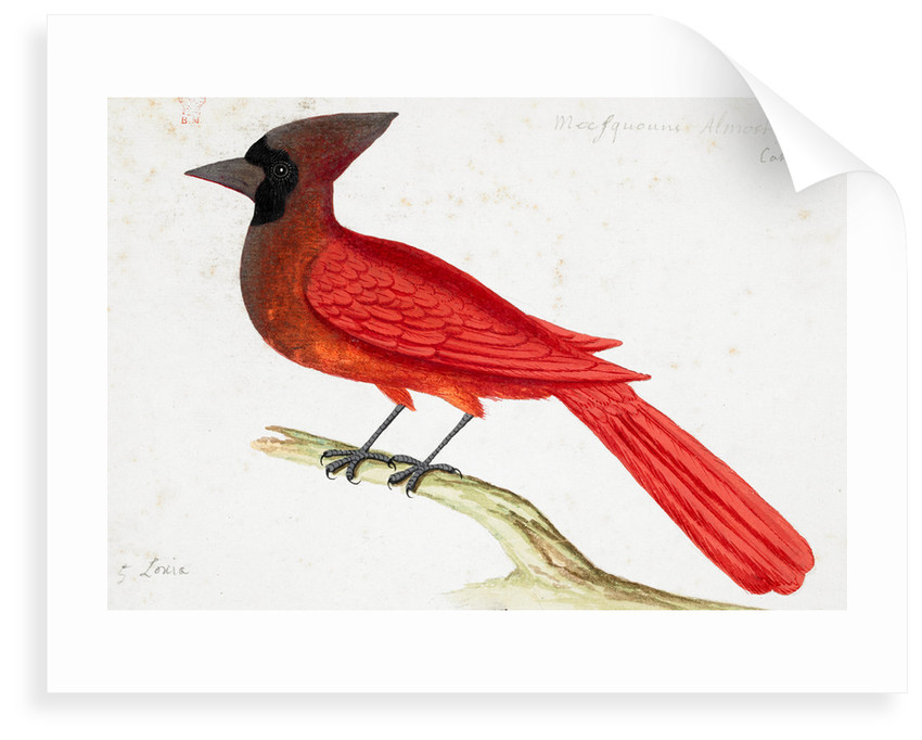 850x682 Red Cardinal Posters Prints - Red Bird Drawing